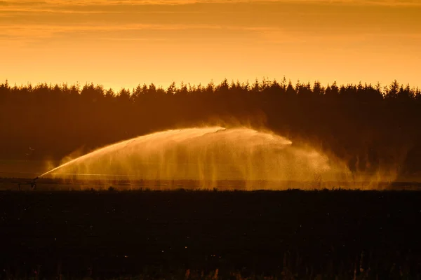 At sunset farmers irrigate fields because of the drought, crops are waiting for the rain to come. Drenthe, the Netherlands.