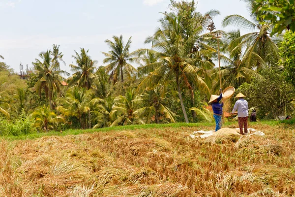 Ubud, Bali-Endonezya-13 Kasım 2014: Pirinç tarlasında pirinç temizleyen iki kişi, palmiye ağaçları ve güneşle çevrili geleneksel Asya şapkaları takıyor.