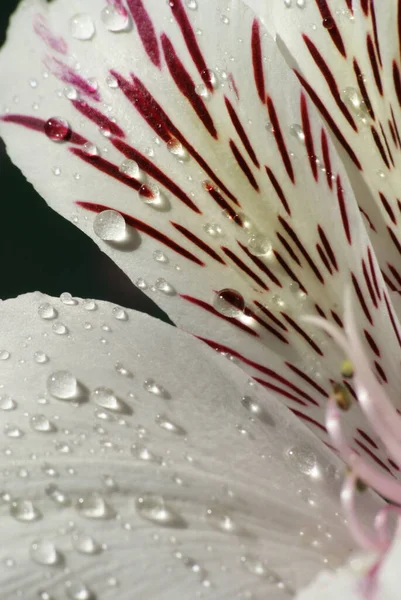 Beyaz çiçeğe yakın çekim, Alstroemeria, tatlı su damlalarıyla. Güzel desen