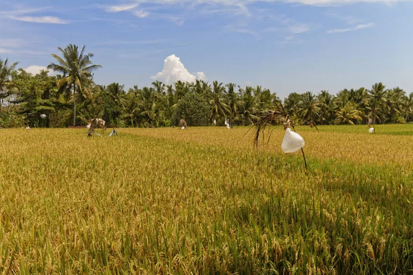 Rural scenery of rice fields, paddy, with scarecrow and palm trees with a blue sky, Bali Ubud