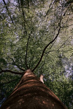 Sanatsal alt manzara ağacı, ağacın tepesi yeşil, gövdesi yeşil yapraklar.