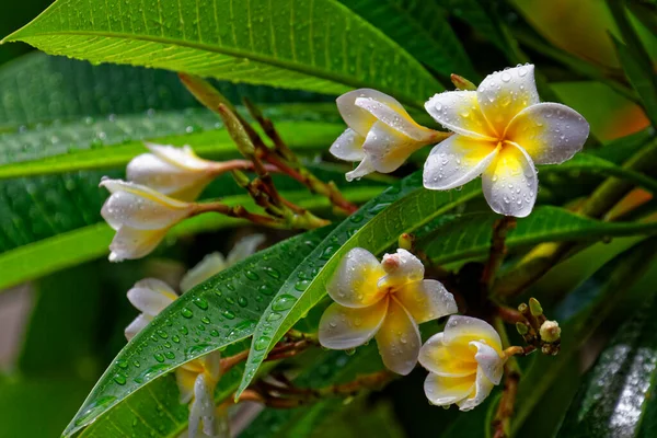 Plumeria spp., tropical, branca e amarela flores de frangipani, Frangipani, Pagode ou árvore do Templo, gotas de chuva — Fotografia de Stock