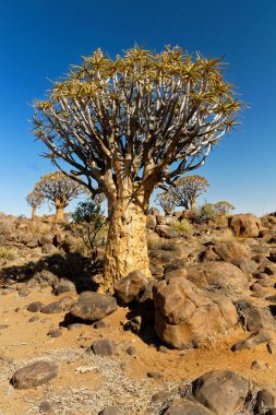 Namibya 'nın kayalık yamaçlarındaki titrek ağaçlar güneşli bir günde. Büyük kayalar