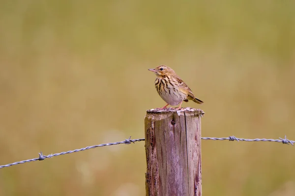 Árbol Pipit pájaro Descanso en un viejo poste de madera con alambre de púas — Foto de Stock