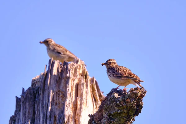 Drzewo Pipit birds z jedzeniem dla młodych ptaków na starym martwym pniu drzewa. Skupienie selektywne, płytka głębia ostrości — Zdjęcie stockowe