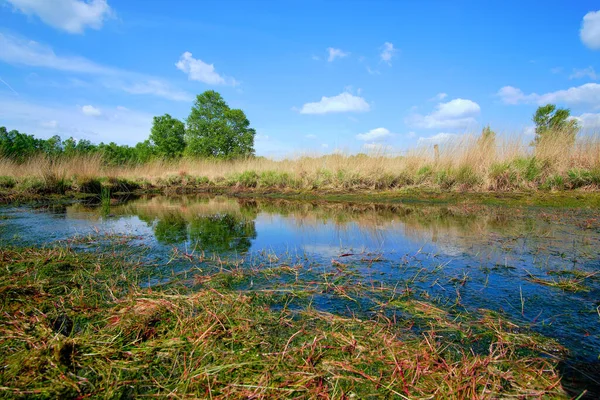 Tourbière à lande et bruyère paysage avec une clôture, herbe et refelction d'un arbre dans l'eau dans la Drente, Pays-Bas 2020 — Photo