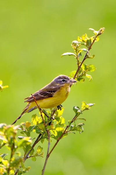 En gul Wagtail av hankön, Motacilla flava, sitter på en gren med fågelbon i näbben. Blured grönt gräs äng bakgrund — Stockfoto