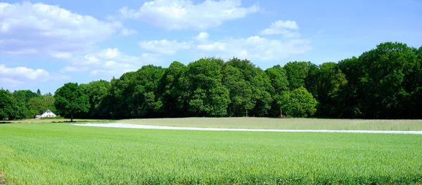 Groene wintergewassen, rogge, in de velden begon te pieken, groene bomen en witte boerderij op de achtergrond. Een panorama. Nederland 2020 — Stockfoto