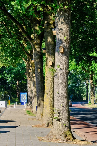 Kuş evleri olan eski meşe ağaçları meşe işlemeli tırtıllarla savaşmak için kuşları çekiyor. Açık yeşil yapraklı, güneşli bir bahar. Hollanda