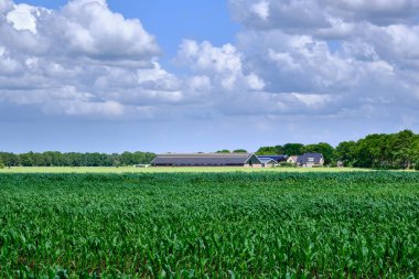 Hollanda 'da bir çiftlik ve ön planda bir ev. Yeşil mısır tarlası ve mavi gökyüzünde beyaz bulutlar olan çimen tarlası.