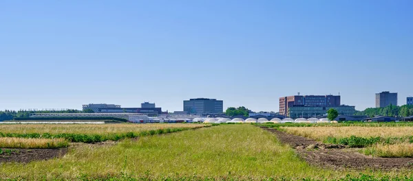 Landbouwproefplaatsen met verschillende soorten planten met op de achtergrond gebouwen van de Wageningen universiteit, WUR en kassen op een zonnige dag. — Stockfoto