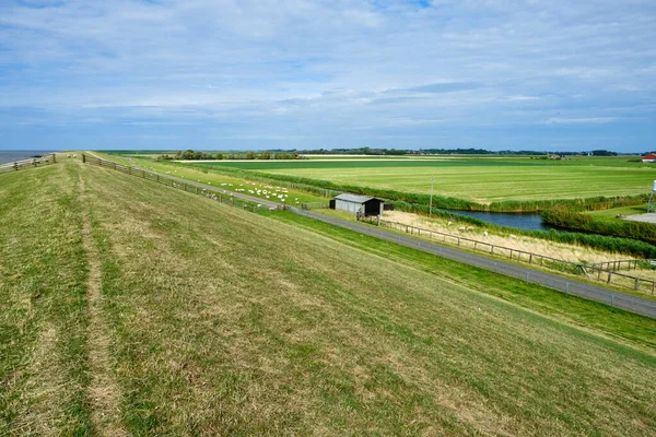 Koyunlu, çiftlikleri, yeşil otlakları ve Wadden Denizi 'ni gören bir hendeğin tipik Alman manzarası. Sedyk, Friesland, Harlingen, Hollanda.