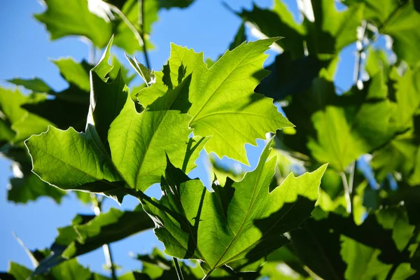 Yazın mavi gökyüzüne karşı taze yeşil yapraklar. Seçici odaklı yeşillik. Latince adı Platanus x hispanica, Platanus x acerifolia. Hollanda 'ya.
