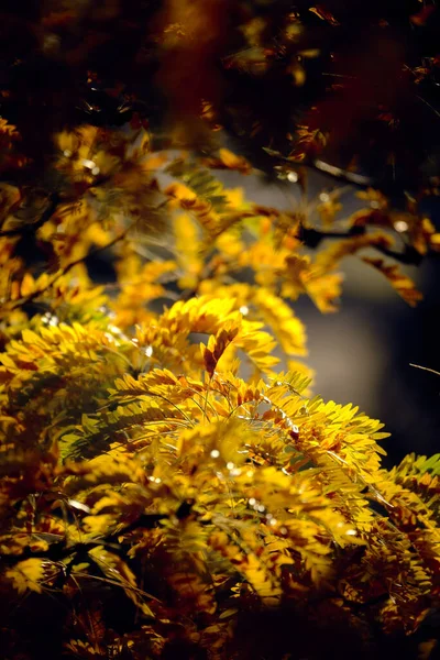 Gula, orange och bruna höstlöv och lövverk från ett pseudoakaciaträd i en mörk ram. Varm kväll solljus och starkt bakgrundsljus. Amersfoort Nederländerna Okt. 2020 — Stockfoto