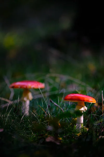 Множественные красные грибы с белыми точками в лучах солнечного света, красная аманита, мухомор. Темная сцена на мокром лесном полу с травой и коричневой осенней листвой осенью. Амерсфорт, Нидерланды. Октябрь 2020 — стоковое фото