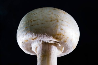 Siyah bir arka planda izole edilmiş, beyaz, yenilebilir güzel bir mantar..