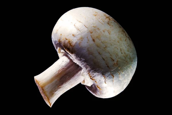 Um belo cogumelo comestível fresco de cor branca, isolado em um fundo preto . — Fotografia de Stock