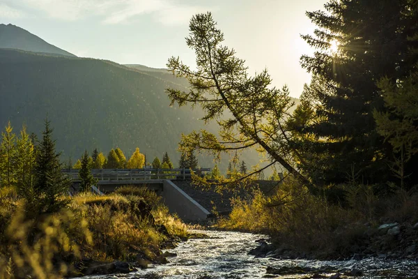 Atardecer en el Altai, Alerce sobre el agua, bosque natural fondo otoño — Foto de Stock