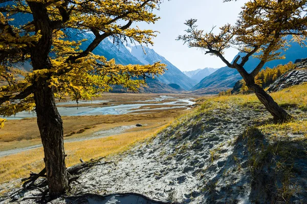 Dos alerces amarillos en otoño sobre el fondo de las montañas y un río con piedras . — Foto de Stock