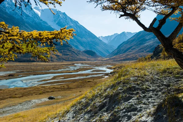 Alerces amarillos en otoño sobre el fondo de montañas y ríos con piedras, en otoño, Altai . — Foto de Stock