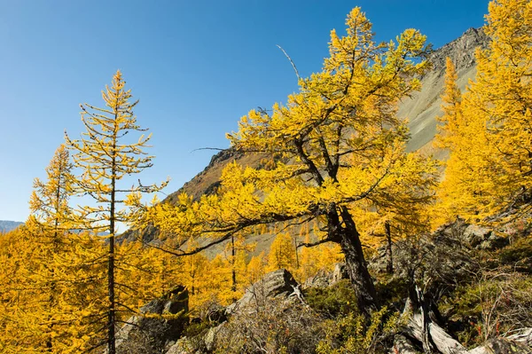 Magnífica vista panorámica del paisaje montañoso del otoño Altai. Pendientes arboladas de alerces en un día despejado . — Foto de Stock