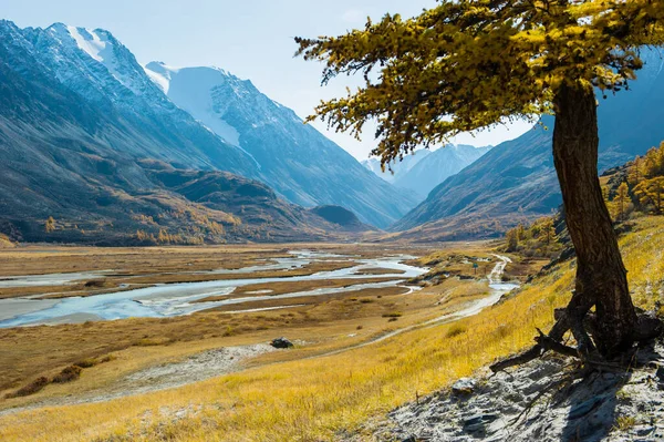 Paisaje otoñal con alerce amarillo, sobre el fondo de montañas y ríos con piedras, Akkol, Altai . — Foto de Stock