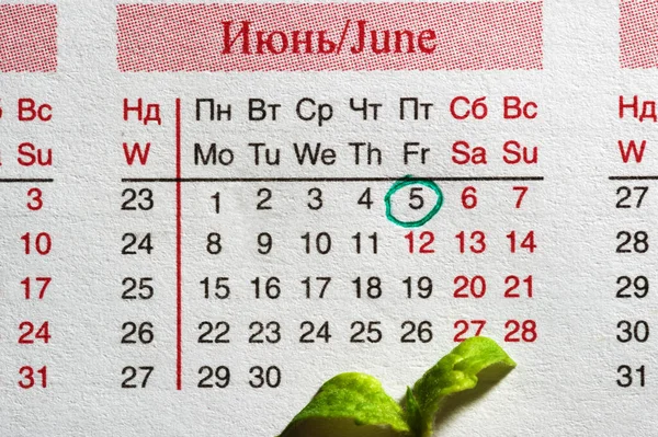 The calendar is small with the date marked June 5, and the plant at the bottom. Holiday.