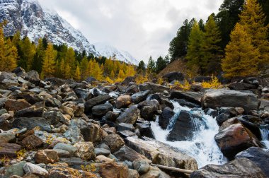 Bir dağ nehri ormanın içinden şelale gibi akar. Altai dağlarının karla kaplı tarla ağaçları..