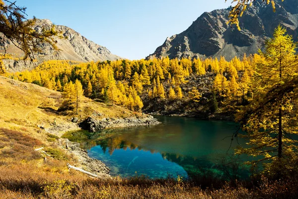 Increíble vista de un lago turquesa de gran altitud y montañas cubiertas de bosque de alerce amarillo, Siberia, Altai . — Foto de Stock