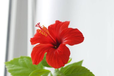 Hawaii amblemi ya da Çin gülü. Penceresinde yaprakları olan kırmızı bir çiçek..