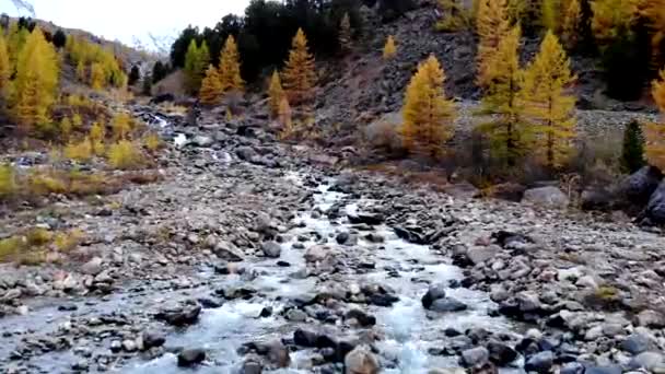 İnsansız hava aracı akıntının yukarısındaki küçük bir dağ nehrinin üzerinden dağlar ve ağaçların arkasına doğru alçaktan uçuyor. Altai.. — Stok video