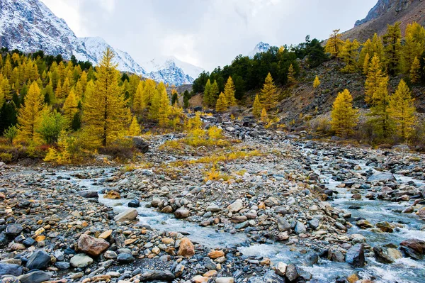 Un río de montaña fluye a través del bosque. hermoso paisaje natural en otoño. Alerces en la orilla y piedras grandes. Sobre el fondo de las montañas Altai cubiertas de nieve . — Foto de Stock