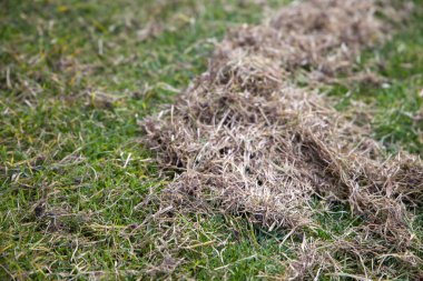 Baharda çimlerin üzerinde kuru çimenler. Kuru çimleri biçiyorum. Yakın plan..