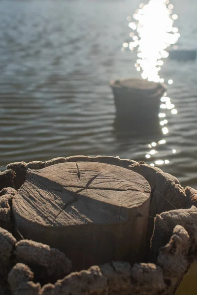 Sudan çıkan ahşap kütük bir sürü doku ve detaylarla dolu.