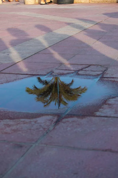 Kırmızı döşemeli bir su havuzu ile bir palmiye ağacı ve mavi gökyüzünün yansıtıldığı yer.