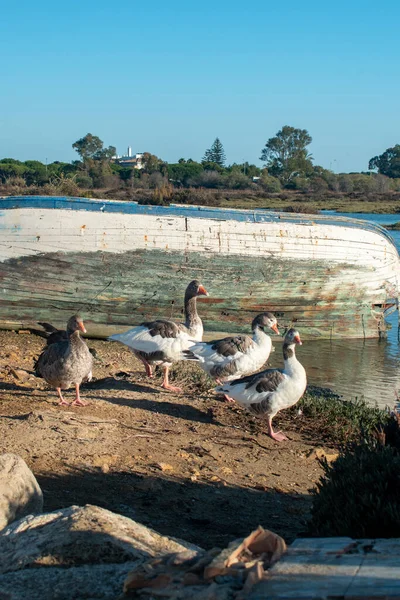 Bir gölün kıyısında dört kaz ve ters dönmüş bir tekne. Sağa doğru su, ağaçlar ve arka planda berrak gökyüzü.
