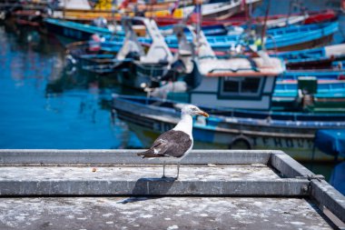 Şili 'deki San Antonio şehir merkezinin bir yaz günü günlük görüntüsü. İnsanlar güneşli bir günde deniz kenarında gezinti alanlarında yürüyorlar. Her yer renk ve iyi titreşimlerle dolu..  