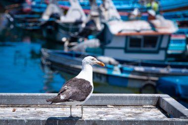 Şili 'deki San Antonio şehir merkezinin bir yaz günü günlük görüntüsü. İnsanlar güneşli bir günde deniz kenarında gezinti alanlarında yürüyorlar. Her yer renk ve iyi titreşimlerle dolu..  