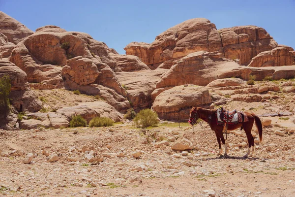 Petra Una Tumba Grande Del Palacio Atracción Principal Jordania Petra —  Fotos de Stock