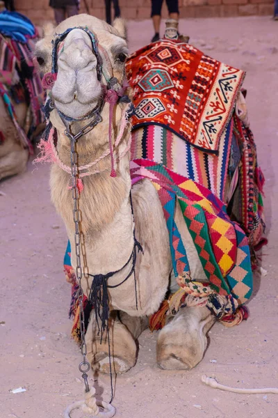 Petra Una Tumba Grande Del Palacio Atracción Principal Jordania Petra — Foto de Stock