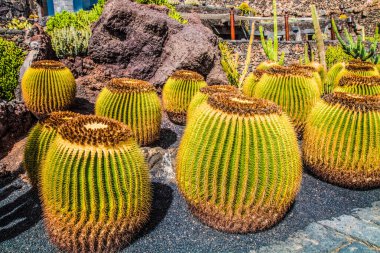 Tropikal kaktüs bahçesi manzarası Guatiza 'daki jardin de kaktüs Lanzarote, Kanarya Adaları' ndaki popüler eğlence. Dikenli armut kaktüs tarlası ve Jardin de Kaktüs 'ün arka planında Cesar Manrique' in yel değirmeni. 