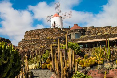 Tropikal kaktüs bahçesi manzarası Guatiza 'daki jardin de kaktüs Lanzarote, Kanarya Adaları' ndaki popüler eğlence. Dikenli armut kaktüs tarlası ve Jardin de Kaktüs 'ün arka planında Cesar Manrique' in yel değirmeni. 