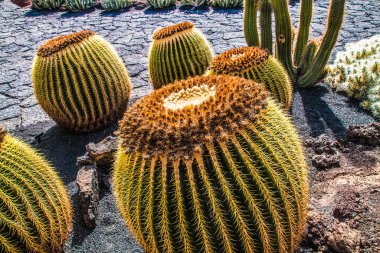 Tropikal kaktüs bahçesi manzarası Guatiza 'daki jardin de kaktüs Lanzarote, Kanarya Adaları' ndaki popüler eğlence. Dikenli armut kaktüs tarlası ve Jardin de Kaktüs 'ün arka planında Cesar Manrique' in yel değirmeni. 