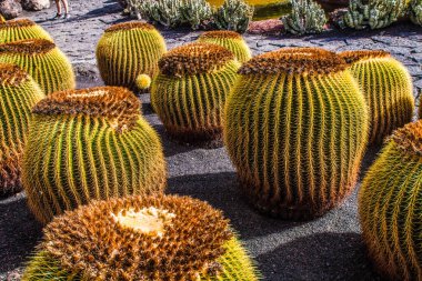 Tropikal kaktüs bahçesi manzarası Guatiza 'daki jardin de kaktüs Lanzarote, Kanarya Adaları' ndaki popüler eğlence. Dikenli armut kaktüs tarlası ve Jardin de Kaktüs 'ün arka planında Cesar Manrique' in yel değirmeni. 