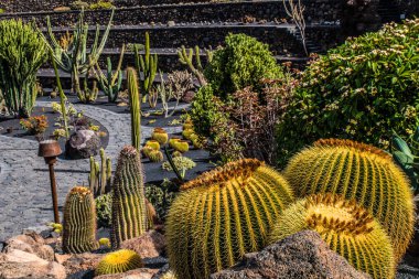 Tropikal kaktüs bahçesi manzarası Guatiza 'daki jardin de kaktüs Lanzarote, Kanarya Adaları' ndaki popüler eğlence. Dikenli armut kaktüs tarlası ve Jardin de Kaktüs 'ün arka planında Cesar Manrique' in yel değirmeni. 