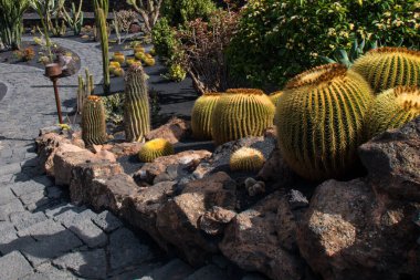 Tropikal kaktüs bahçesi manzarası Guatiza 'daki jardin de kaktüs Lanzarote, Kanarya Adaları' ndaki popüler eğlence. Dikenli armut kaktüs tarlası ve Jardin de Kaktüs 'ün arka planında Cesar Manrique' in yel değirmeni. 