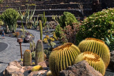 Tropikal kaktüs bahçesi manzarası Guatiza 'daki jardin de kaktüs Lanzarote, Kanarya Adaları' ndaki popüler eğlence. Dikenli armut kaktüs tarlası ve Jardin de Kaktüs 'ün arka planında Cesar Manrique' in yel değirmeni. 
