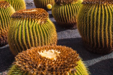 Tropikal kaktüs bahçesi manzarası Guatiza 'daki jardin de kaktüs Lanzarote, Kanarya Adaları' ndaki popüler eğlence. Dikenli armut kaktüs tarlası ve Jardin de Kaktüs 'ün arka planında Cesar Manrique' in yel değirmeni. 