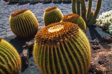 Tropikal kaktüs bahçesi manzarası Guatiza 'daki jardin de kaktüs Lanzarote, Kanarya Adaları' ndaki popüler eğlence. Dikenli armut kaktüs tarlası ve Jardin de Kaktüs 'ün arka planında Cesar Manrique' in yel değirmeni. 