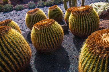 Tropikal kaktüs bahçesi manzarası Guatiza 'daki jardin de kaktüs Lanzarote, Kanarya Adaları' ndaki popüler eğlence. Dikenli armut kaktüs tarlası ve Jardin de Kaktüs 'ün arka planında Cesar Manrique' in yel değirmeni. 